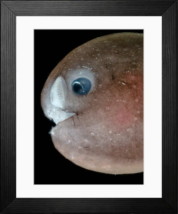 Framed Print : Male Anglerfish, Linophrynidae Framed Print : Male Anglerfish, Linophrynidae
