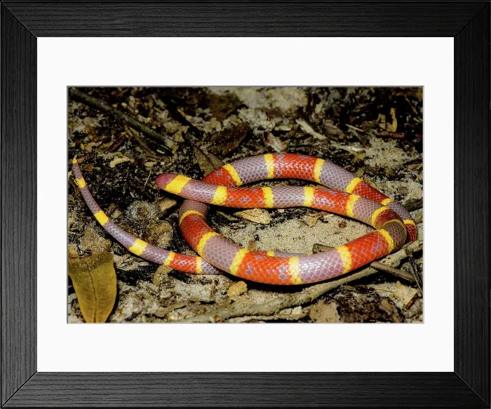 Framed Print : Albino Texas Coral Snake (Micrurus tener) Framed Print : Albino Texas Coral Snake (Micrurus tener)