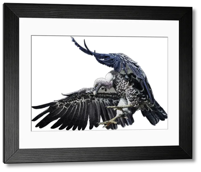 Framed Print : White-backed Vulture, Illustration Framed Print : White-backed Vulture, Illustration