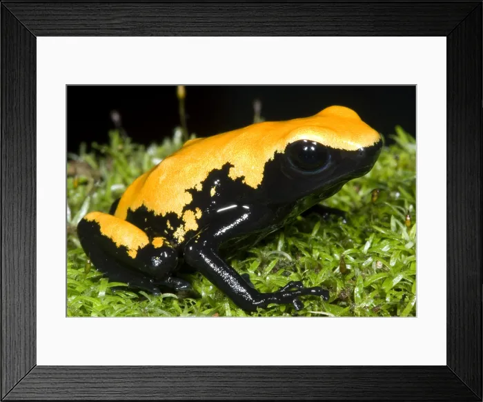 Framed Print : Splash Backed Poison Frog Framed Print : Splash Backed Poison Frog
