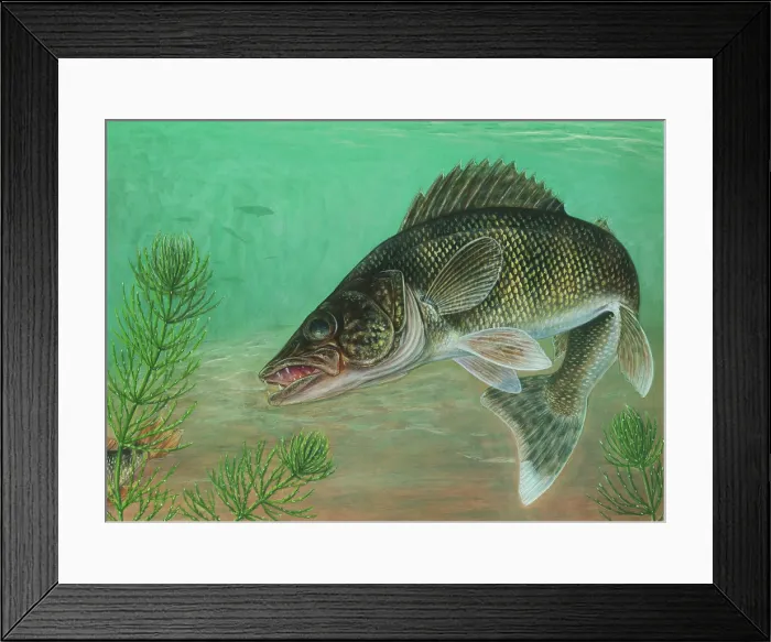 Framed Print : Walleye (Sander vitreus) Framed Print : Walleye (Sander vitreus)