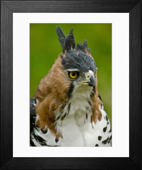 Framed Print : Ornate Hawk Eagle Framed Print : Ornate Hawk Eagle