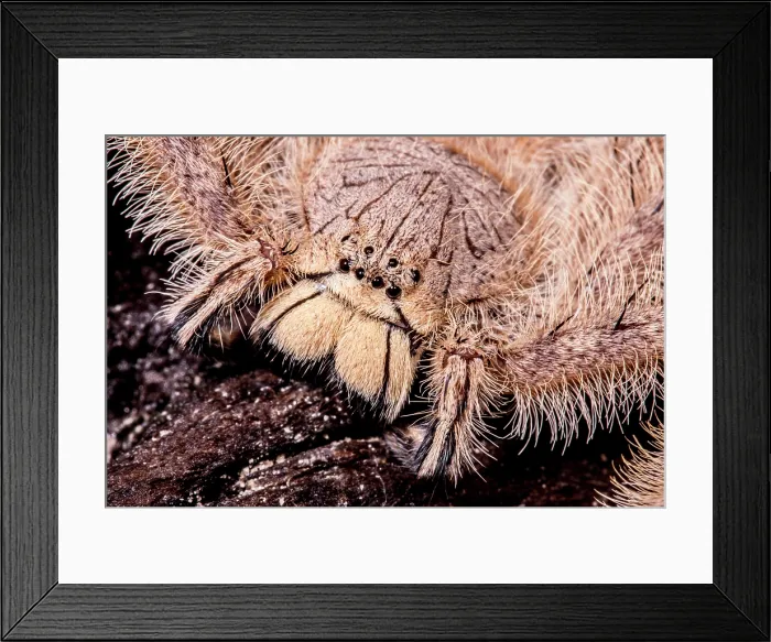 Framed Print : David Bowie Spider, (Heteropoda davidbowie) Framed Print : David Bowie Spider, (Heteropoda davidbowie)