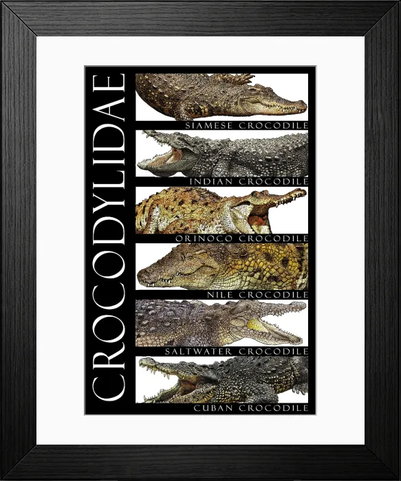 Framed Print : Crocodiles, Poster Framed Print : Crocodiles, Poster