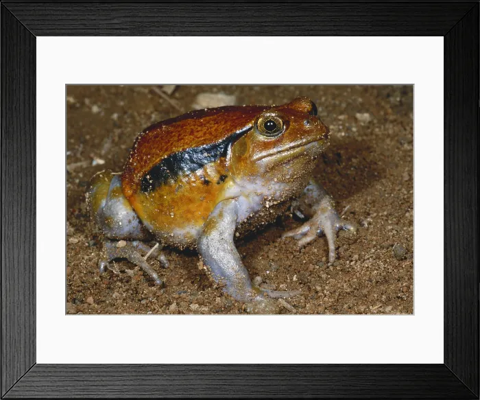 Framed Print : Tomato Frog Framed Print : Tomato Frog