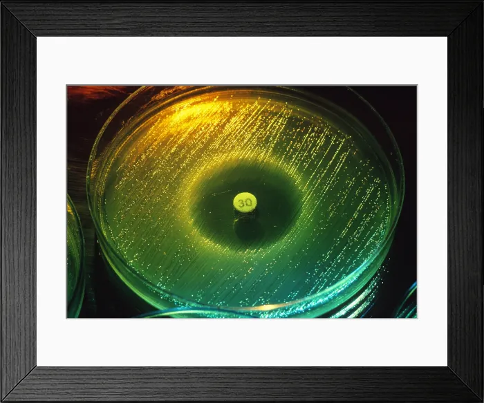 Framed Print : Antibiotic in culture dish