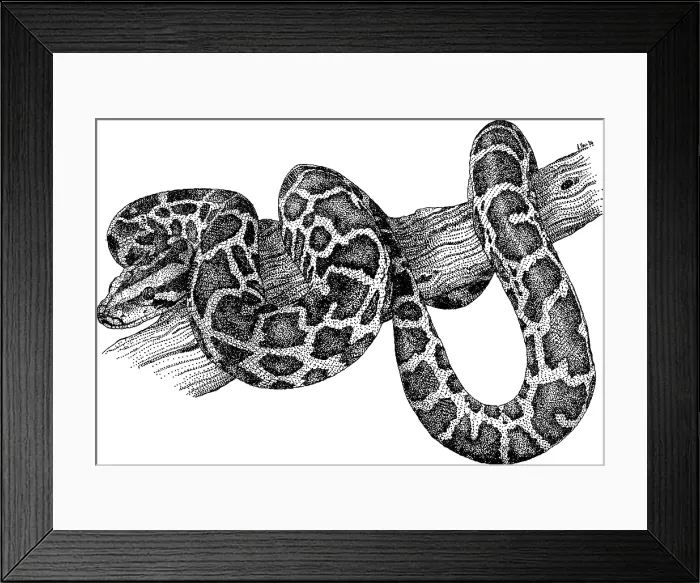 Framed Print : Burmese Python Framed Print : Burmese Python