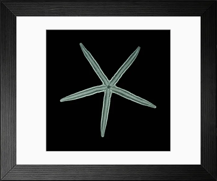 Framed Print : Starfish, X-ray Framed Print : Starfish, X-ray