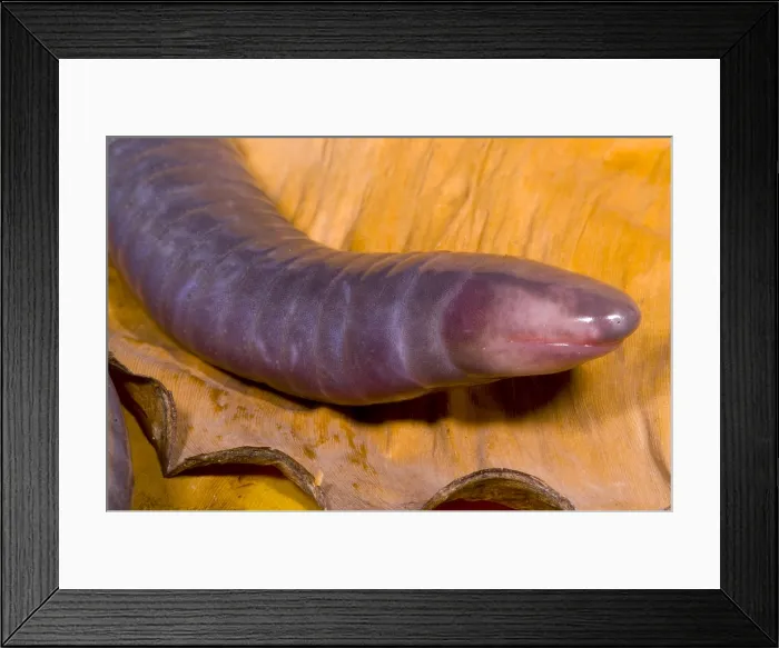 Framed Print : Congo Caecilian Framed Print : Congo Caecilian