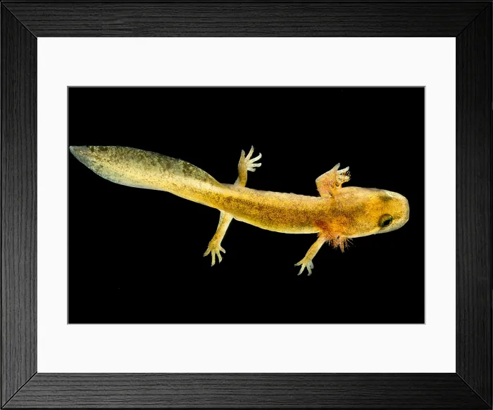 Framed Print : California Giant Salamander Larva Framed Print : California Giant Salamander Larva