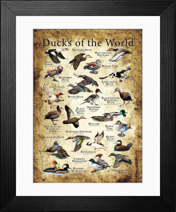 Framed Print : Ducks of the World Framed Print : Ducks of the World