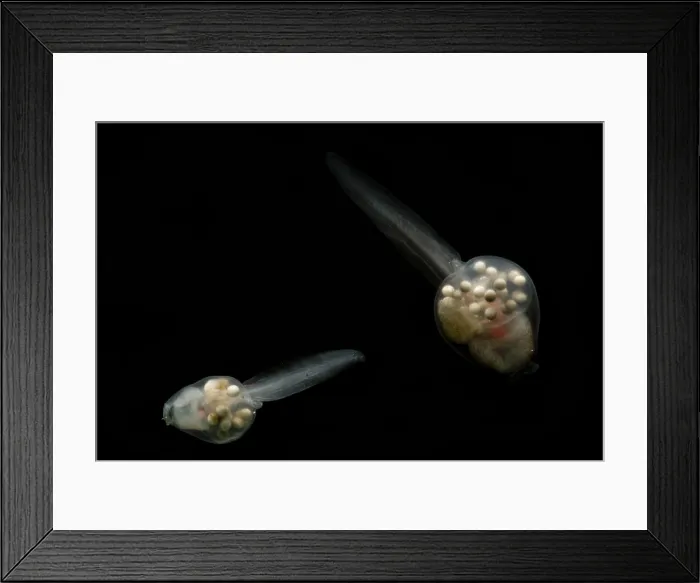 Framed Print : Anotheca spinosa tadpole