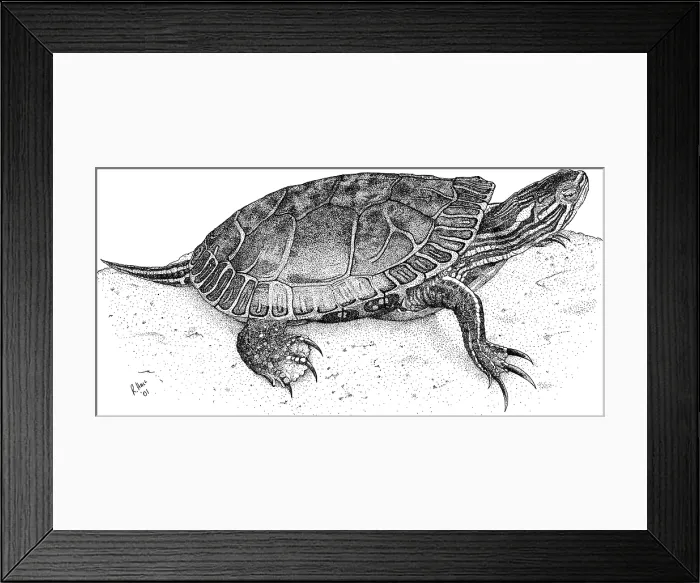 Framed Print : Western Painted Turtle Framed Print : Western Painted Turtle