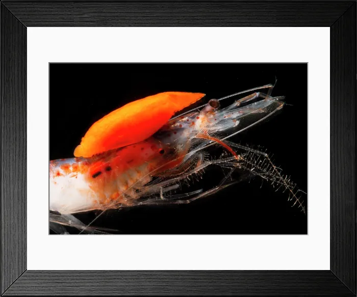 Framed Print : Mesopelagic shrimp (Sergestes henseni)