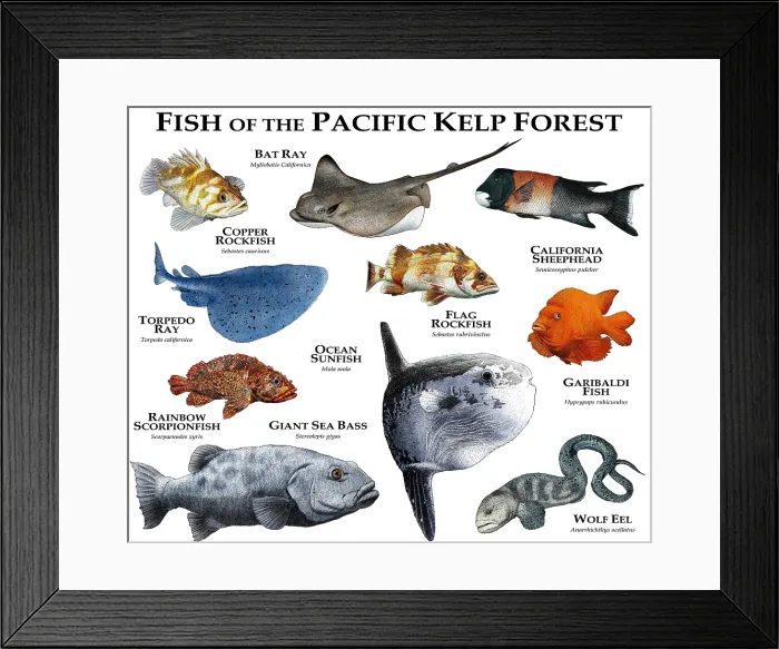 Framed Print : Fish of the Pacific Kelp Forest Framed Print : Fish of the Pacific Kelp Forest