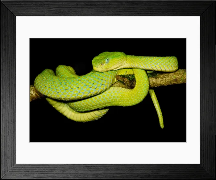 Framed Print : Guatemala Palm Pitviper Framed Print : Guatemala Palm Pitviper