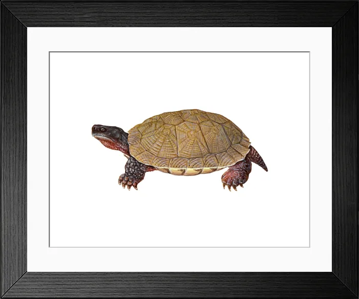 Framed Print : American Wood Turtle Framed Print : American Wood Turtle