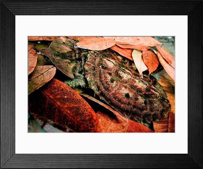 Framed Print : Mata mata Turtle Framed Print : Mata mata Turtle
