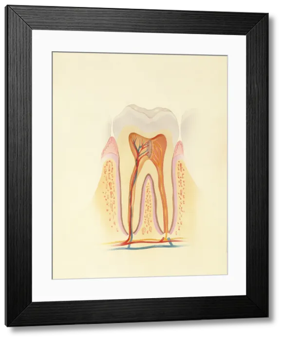 Framed Print : Human tooth Framed Print : Human tooth