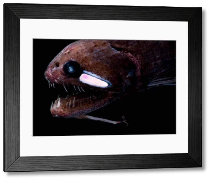Framed Print : Threadfin Dragonfish Framed Print : Threadfin Dragonfish
