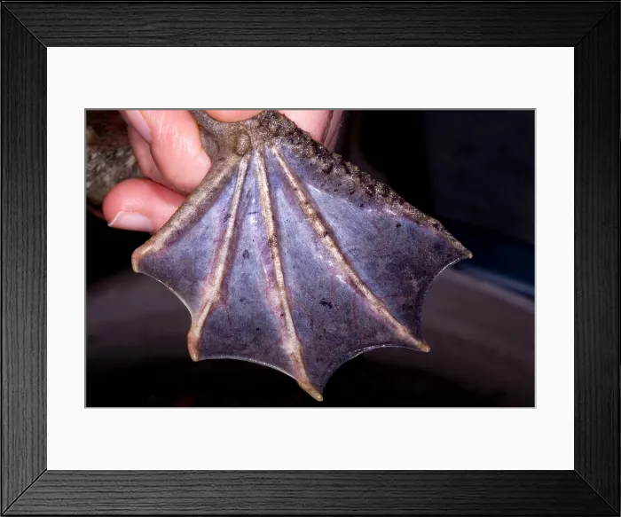 Framed Print : Surinam Toad