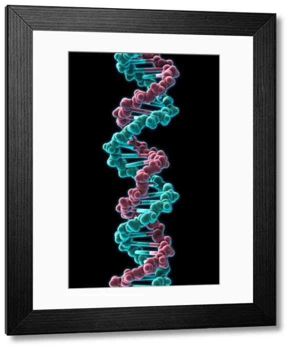 Framed Print : DNA, Molecular Model Framed Print : DNA, Molecular Model