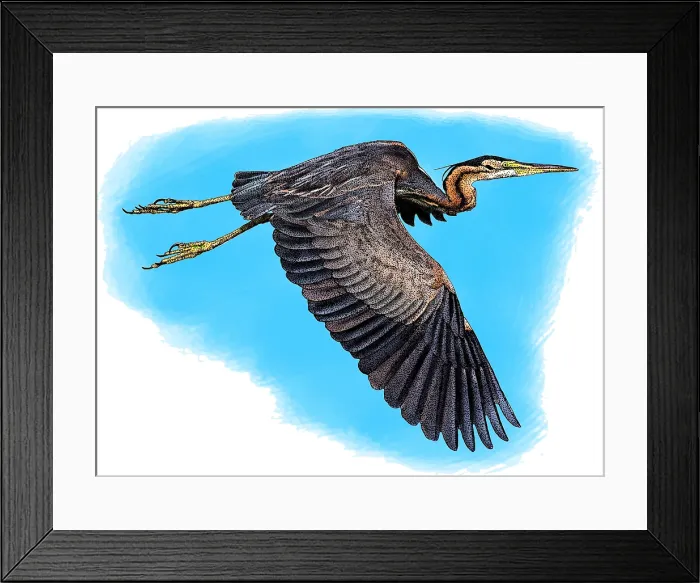Framed Print : Purple heron Framed Print : Purple heron