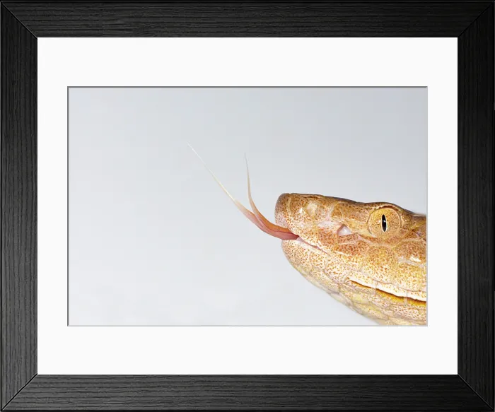 Framed Print : Copperhead, Agkistrodon contortrix