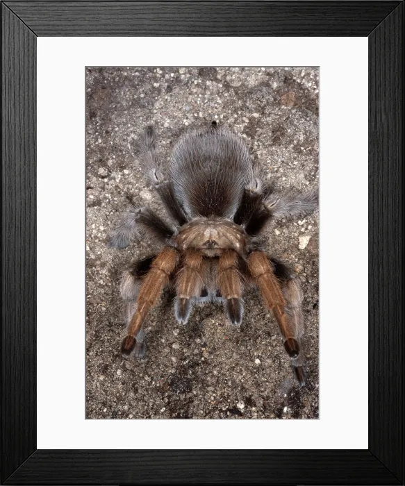 Framed Print : Rose Hair Tarantula, Grammostola rosea