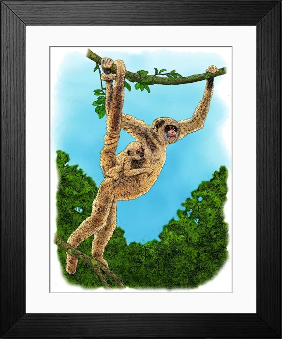 Framed Print : Northern Muriqui Framed Print : Northern Muriqui
