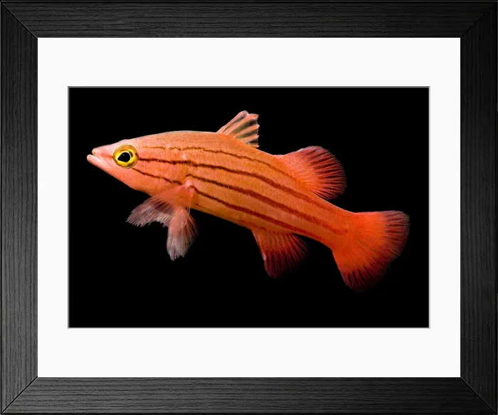 Framed Print : Peppermint Basslet Framed Print : Peppermint Basslet