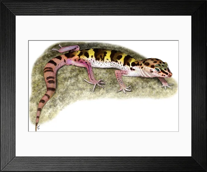 Framed Print : Desert Banded Gecko Framed Print : Desert Banded Gecko