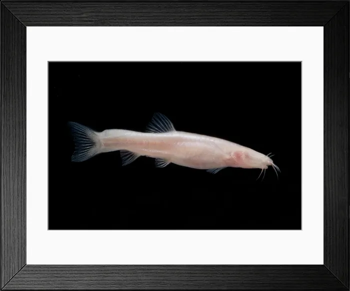 Framed Print : Small Headed Cave Loach Framed Print : Small Headed Cave Loach