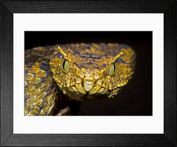 Framed Print : Usambara Eyelash Bush Viper Framed Print : Usambara Eyelash Bush Viper