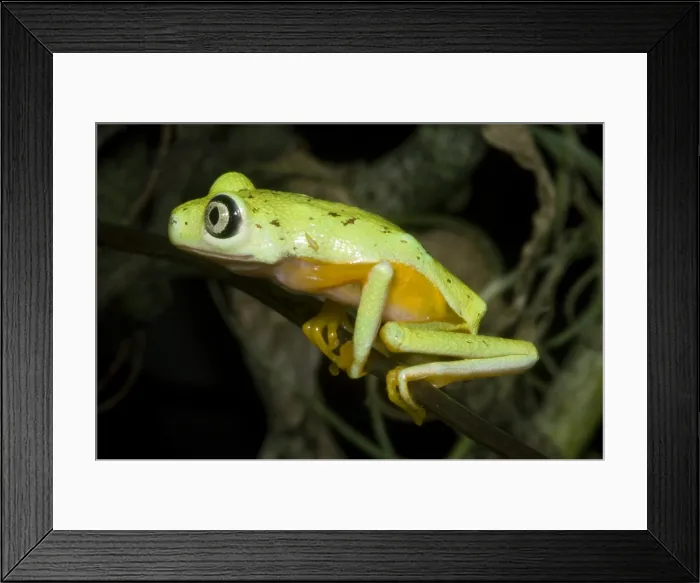 Framed Print : Tree Frog. Hylomantis lemur, the white eyed leaf frog, is a critically threatened species Framed Print : Tree Frog. Hylomantis lemur, the white eyed leaf frog, is a critically threatened species