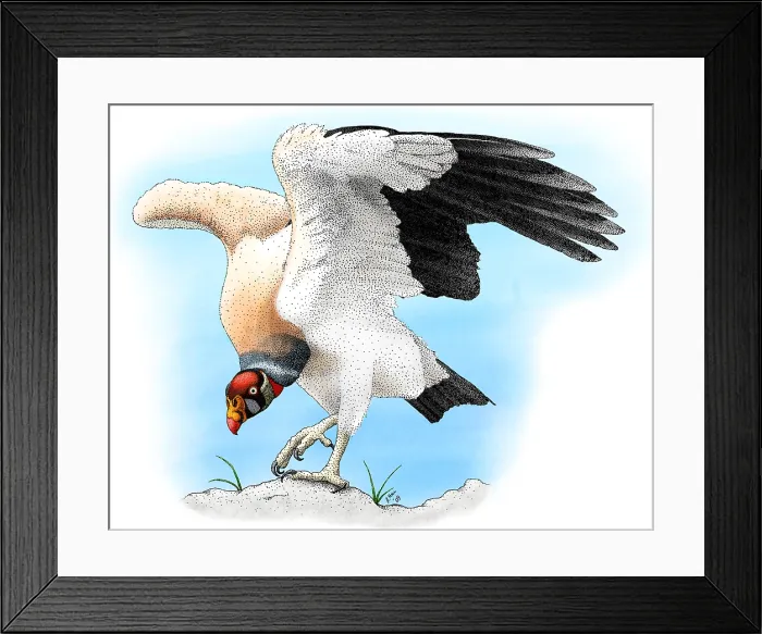 Framed Print : King Vulture Framed Print : King Vulture