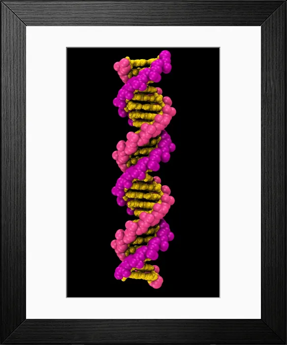 Framed Print : 3D DNA Molecule Framed Print : 3D DNA Molecule