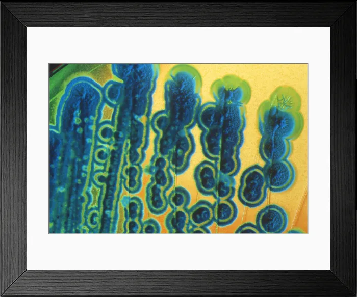 Framed Print : Streptomyces Framed Print : Streptomyces