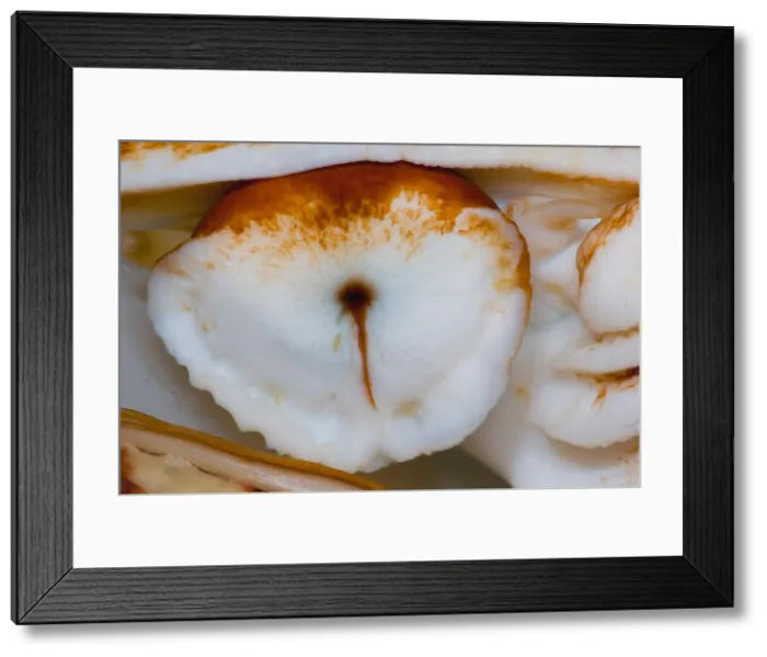 Framed Print : Nautilus Eye Framed Print : Nautilus Eye