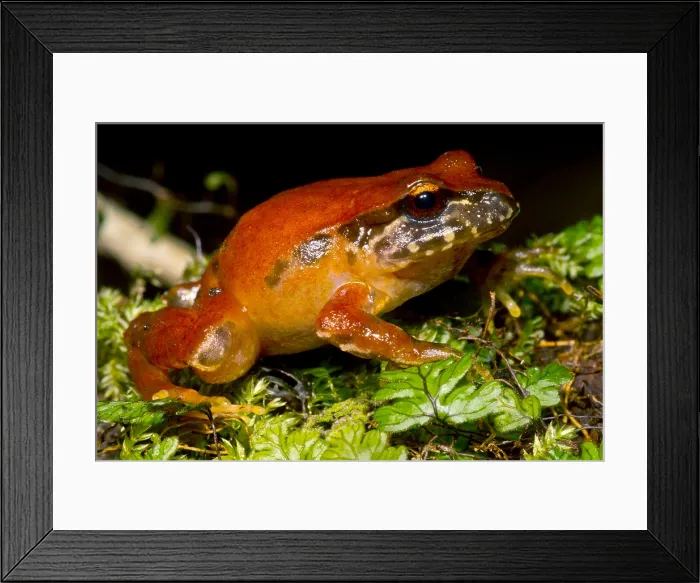 Framed Print : Rosy Ground Frog Framed Print : Rosy Ground Frog