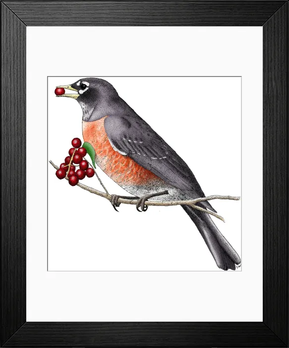 Framed Print : American Robin Framed Print : American Robin