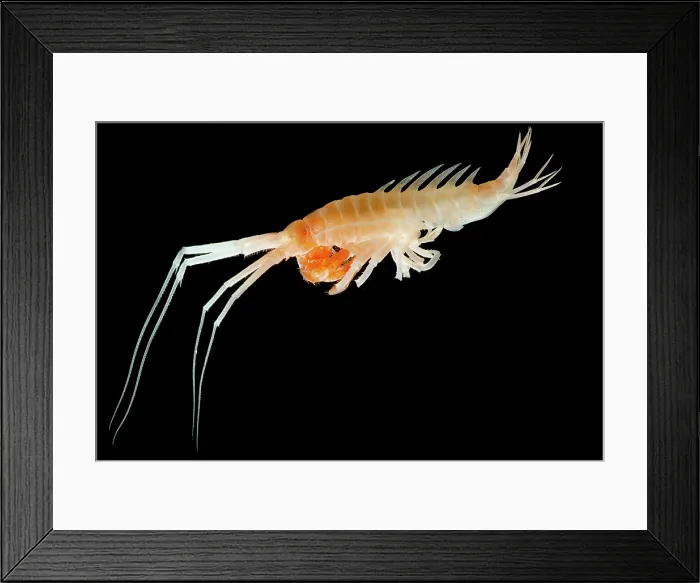 Framed Print : Mesopelagic Amphipod