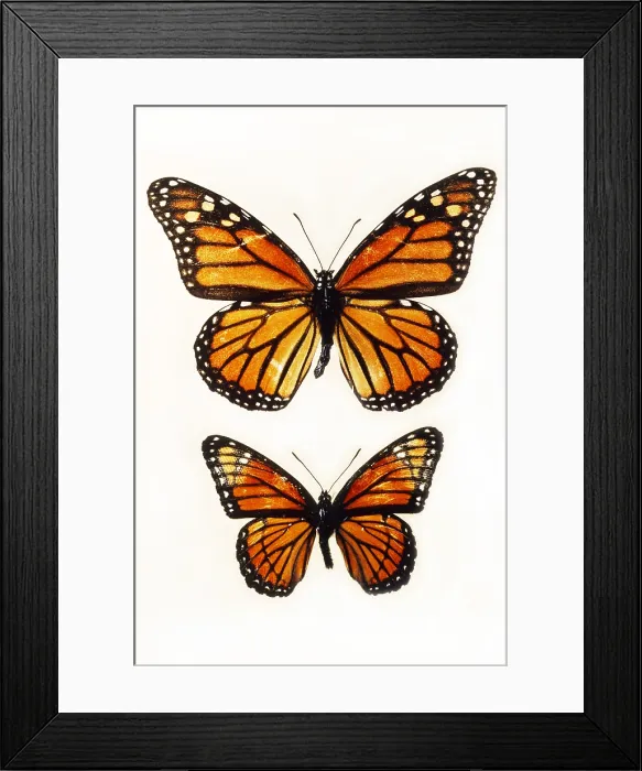 Framed Print : Monarch and Viceroy Framed Print : Monarch and Viceroy