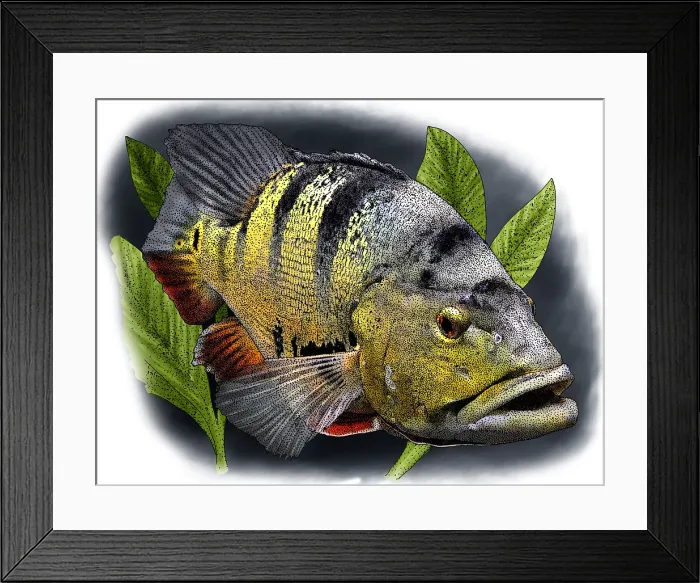 Framed Print : Peacock bass Framed Print : Peacock bass