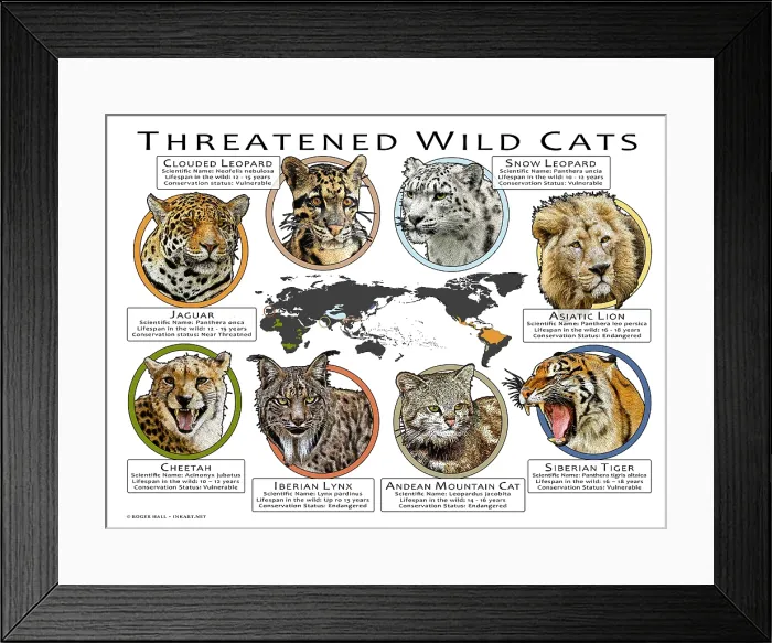Framed Print : Threatened Wild Cats Framed Print : Threatened Wild Cats