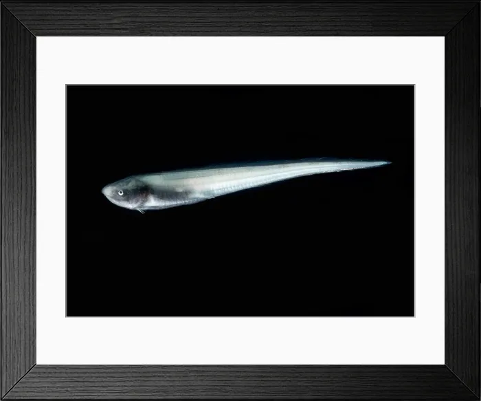 Framed Print : Cusk Eel (Penopus microphthalmus) Framed Print : Cusk Eel (Penopus microphthalmus)