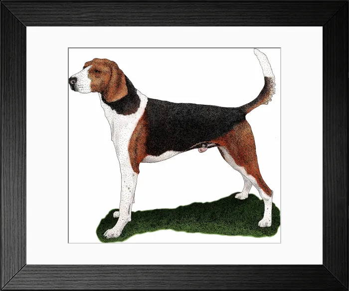 Framed Print : American Foxhound