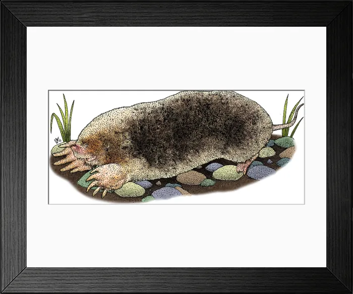 Framed Print : Eastern Mole