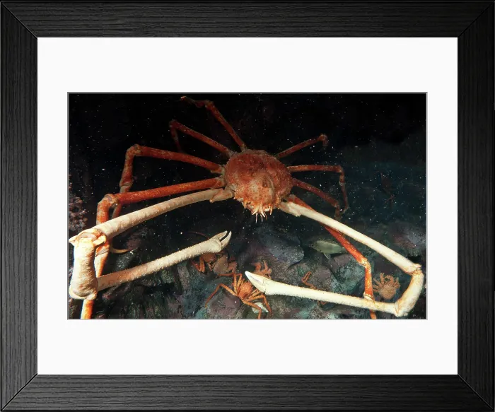 Framed Print : Japanese Spider Crab (Macrocheira kaempferi) Framed Print : Japanese Spider Crab (Macrocheira kaempferi)