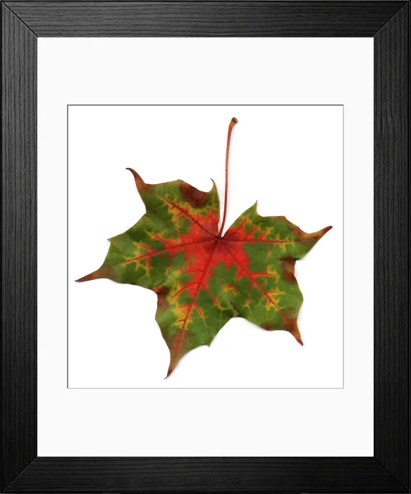 Framed Print : Autumn Leaf Framed Print : Autumn Leaf